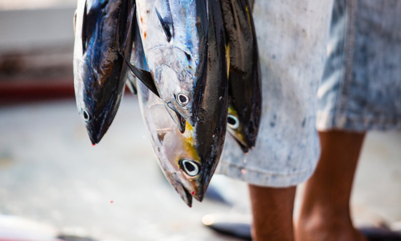 Fishretail запустил сервис для поиска поставщиков рыбы, икры и морепродуктов