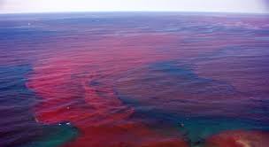 Ядовитые водоросли убили еще 10 тысяч лососей в Чили