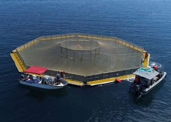 Армия США одобрила марикультурный проект Innovasea