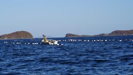  Норвежский экспорт морепродуктов, основу которого составила аквакультура, установил рекорд