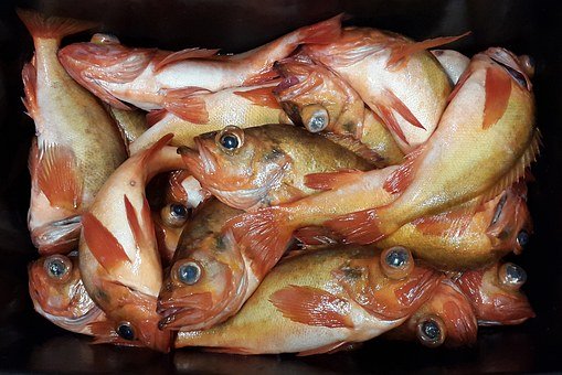 Австралия планирует увеличить производство продукции аквакультуры в пять раз