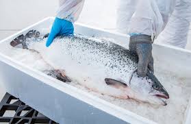 Цены на атлантического лосося в Китае резко выросли в преддверии Рождества