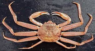Экспорт снежного краба (опилио) мороженого из Норвегии за 8 месяцев 2019 года