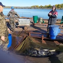 Карп подрос быстрее в просторных садках