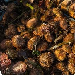 Согласовывать вывоз живых морепродуктов будет Росрыболовство