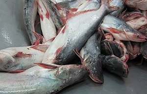 Аквакультура Вьетнама: экспорт пангасиуса в этом году может достигнуть 2,3 млрд долларов США