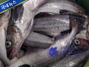 В январе 2026 года импорт морепродуктов из России в Южную Корею увеличился