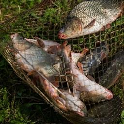 Продажи аквакультурной рыбы выросли несмотря на пандемию