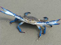 Eco Blue Seafood собирается удовлетворить растущий спрос Китая на краба-плавунца