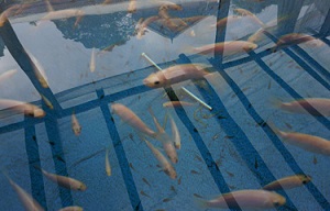 Прогноз роста производства аквакультуры в России до 390 тыс тонн в 2025 году