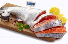 Федеральный судья США раскритиковал решение FDA об одобрении генетически модифицированного лосося
