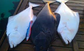 Великобритания серьезно увеличила закупки аквакультурного палтуса из Норвегии в 2025 году