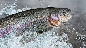 Экспортная статистика фиксирует катастрофическое падение спроса на мороженую фермерскую форель в ЕС