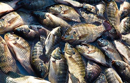 Цены на тилапию в Китае растут по мере возобновления работы перерабатывающих предприятий