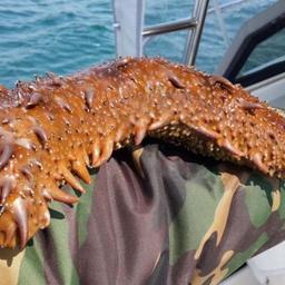 Марифермеры Приморья надеются на помощь государства