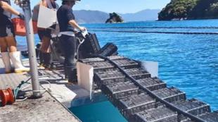 Новозеландская система выращивания устриц удостоилась награды