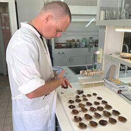 Исследователи собирают данные для борьбы с болезнями гребешка