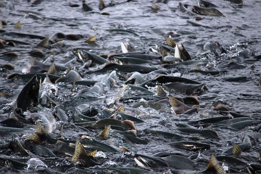 Отечественные аквафермеры нарастили производство товарной рыбы и беспозвоночных на 18% – до 238 тыс. тонн 