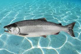 Прогноз производства выращенного кижуча на 2026 год в Японии снижается 