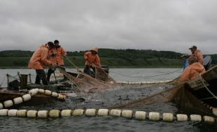 Правительство раскритиковало законопроект о привязке  рыбного бизнеса к региону промысла