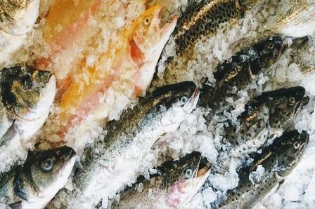 Решение о создании НКО Russian Fish принято: организаторы принимают заявки от потенциальных участников
