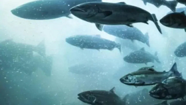 Cooke Aquaculture построит в Канаде лососевый инкубаторий стоимостью 58 миллионов долларов