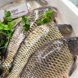 Торги: аквафермерам Хакасии приготовили участки на озерах