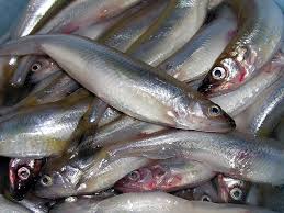 В Артеме производят продукцию из просроченной корюшки