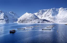 Доходы Норвегии от продаж аквакультурной продукции в январе выросли на 13%