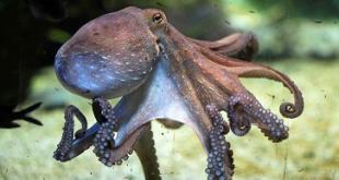 Мексиканский сенат рассмотрит вопрос о запрете разведения осьминогов на фермах