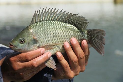 Производство тилапии способствует росту аквакультуры в Колумбии