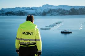 Компания Mowi отбраковывает 450 000 молоди лосося из-за обнаружения ISA