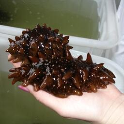 Для здоровья трепанга подобрали оптимальные микроводоросли