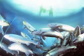 Чилийский гигант по производству морепродуктов подсчитывает убытки, причиненные штормом