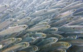  В Приморье частный бизнес сильно обошел государство в восстановлении лососей