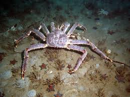 Восстановить популяцию краба у берегов Приморья помогает проект учёных-биологов