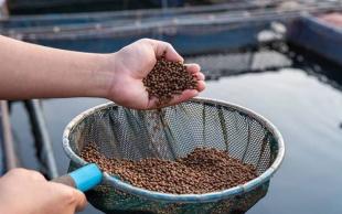 Аквакультура платит экологическую цену за отказ от морских ингредиентов