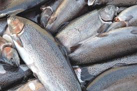 Поставки норвежской мороженой аквакультурной форели сильно снизились в ЕС, Китай и Японию по итогам года