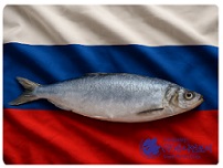 Латвия первая по поставкам готовой и консервированной сельди в Корею, Россия - последняя