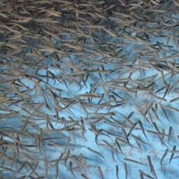 В реки Приморья отправятся миллионы мальков кеты