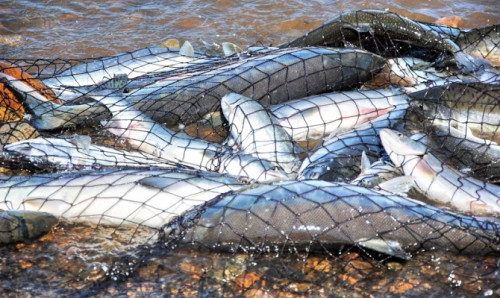 Промысел в морях Дальнего Востока может остановиться в любой момент