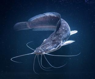 Ученые подтвердили значительный потенциал микробной технологии биофлок в аквакультуре