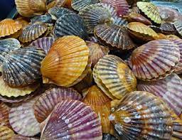 В США наблюдается небольшое улучшение объемов вылова морских гребешков 