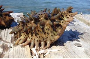 В реализации Стратегии демографической политики Дальнего Востока не обойтись без марикультуры