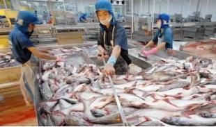 Рыбное хозяйство Вьетнама нацелено на экспорт в объёме 11,5 млрд долларов США в 2026 году 