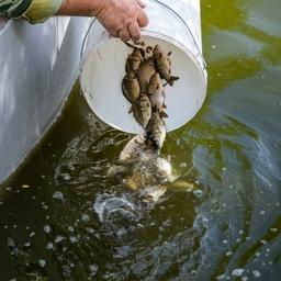 Уральские водоемы распределяют под аквакультуру