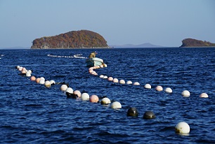 Росрыболовство намерено создать реестр недобросовестных участников аквакультурных аукционов