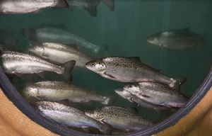 AquaBounty готовится к продажам генно-модифицированного лосося