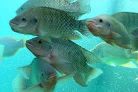 Цены на тилапию в Китае остаются низкими на 4-й неделе