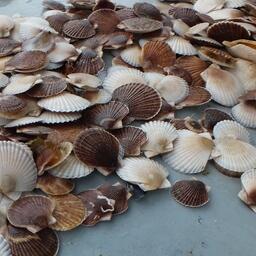 На Сахалине и Курилах подсчитали «посевы» ценных гидробионтов